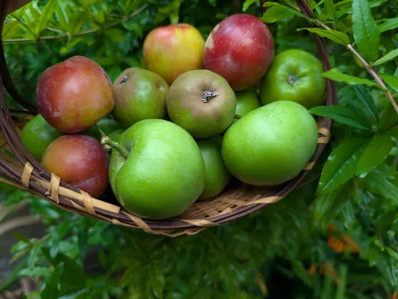 A basket of red and green apples