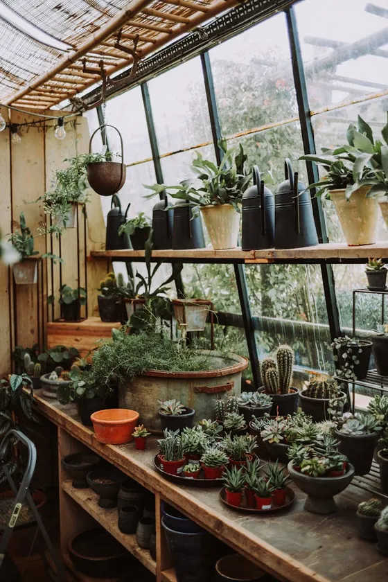Shelves of potted plants and seedlings in a sunny greenhouse