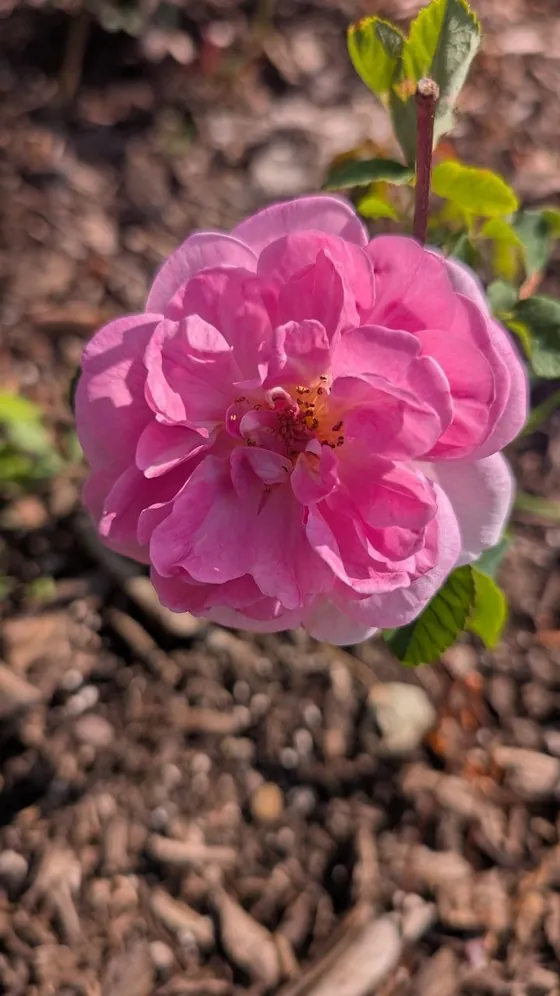 A pink rose in flower above wood chip