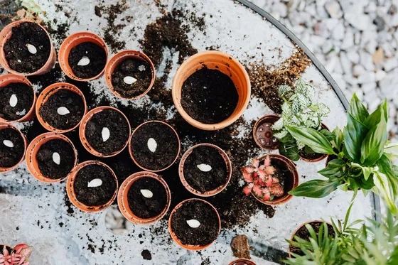 Terracotta pots of compost with seeds ready to sow