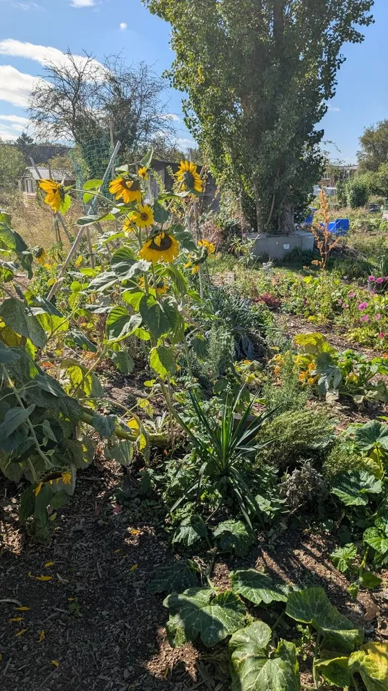 Tall sunflowers among the beds on our allotment