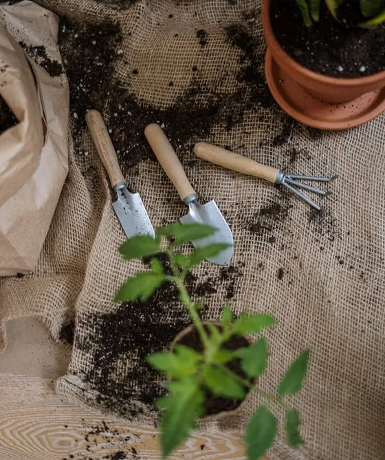 Small garden trowels and a seedling on hessian