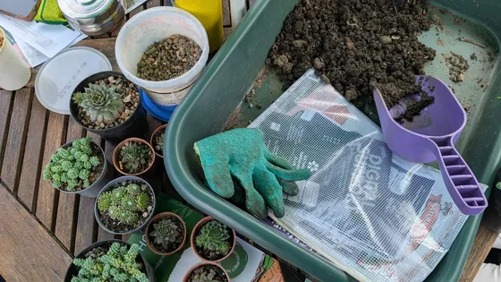 A garden trug with a green glove, a purple scoop and small succulents