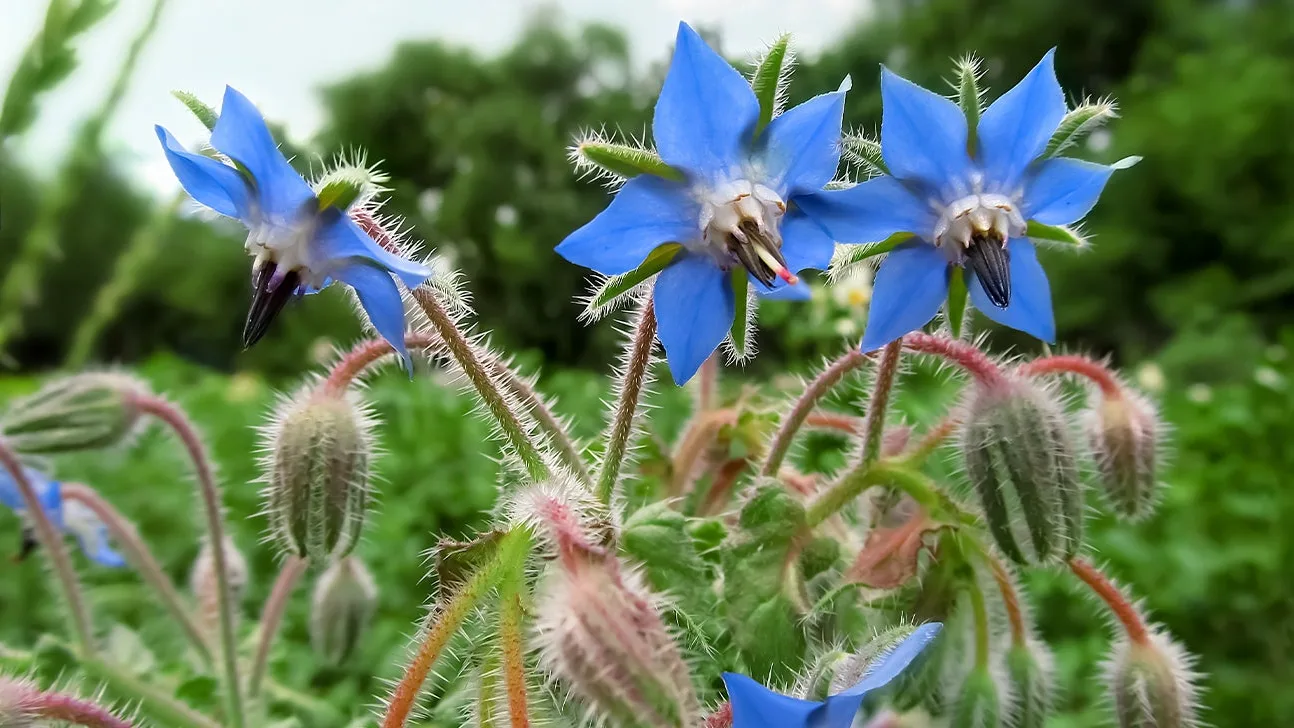 Borage - edible