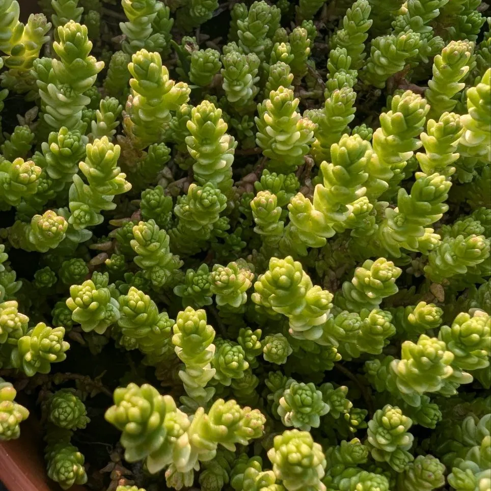 Sedum Acre Elegans