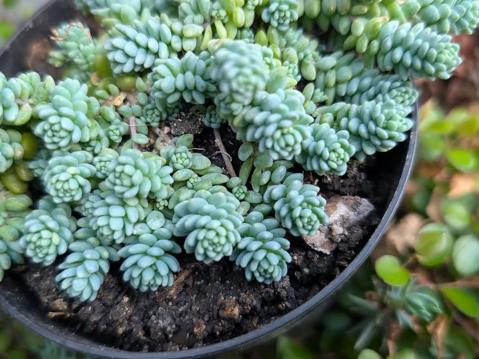 Rose sedum