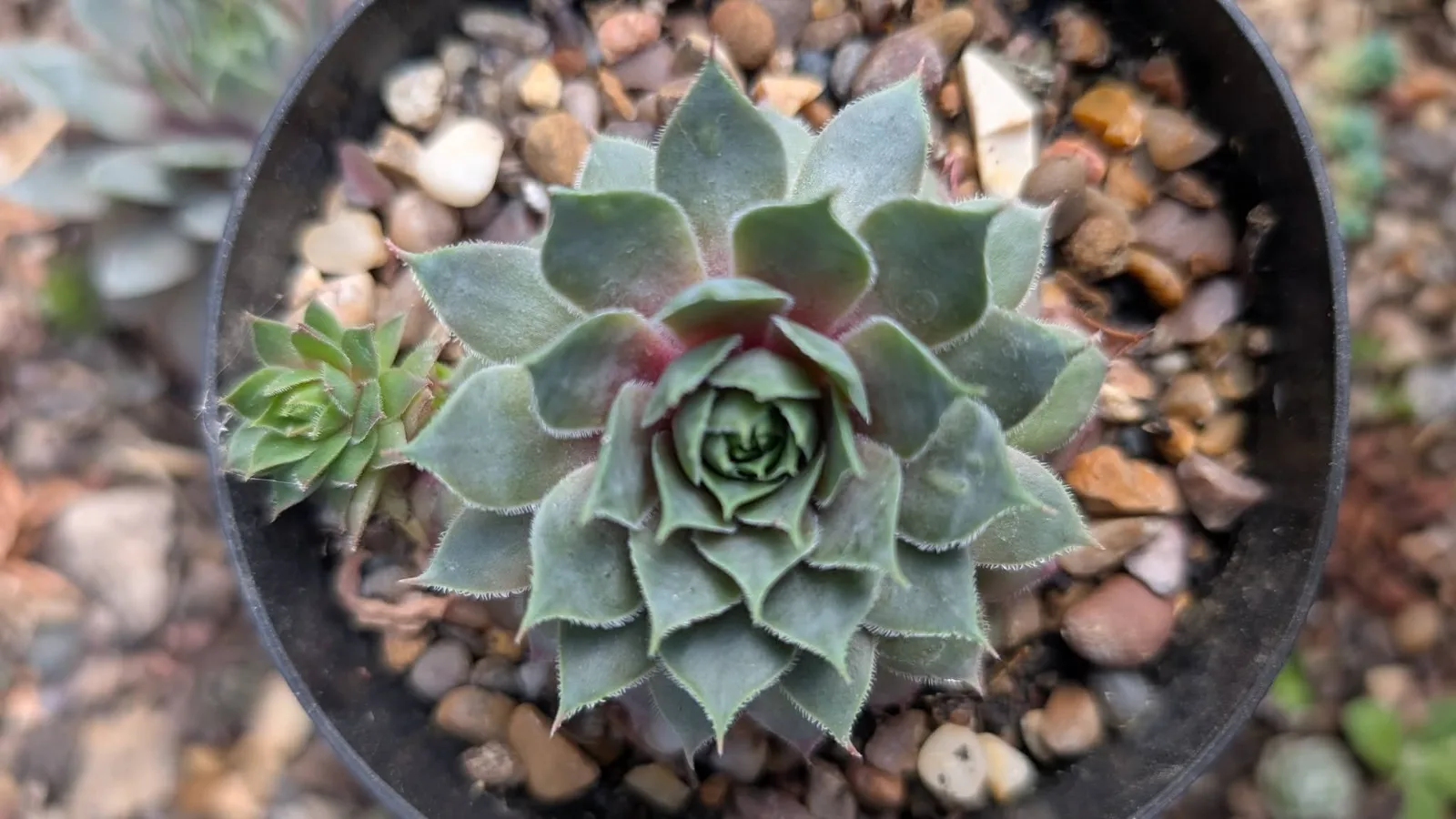 Sempervivums