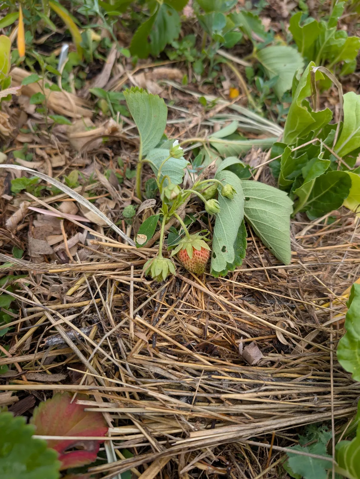 Strawberry plants on our plot